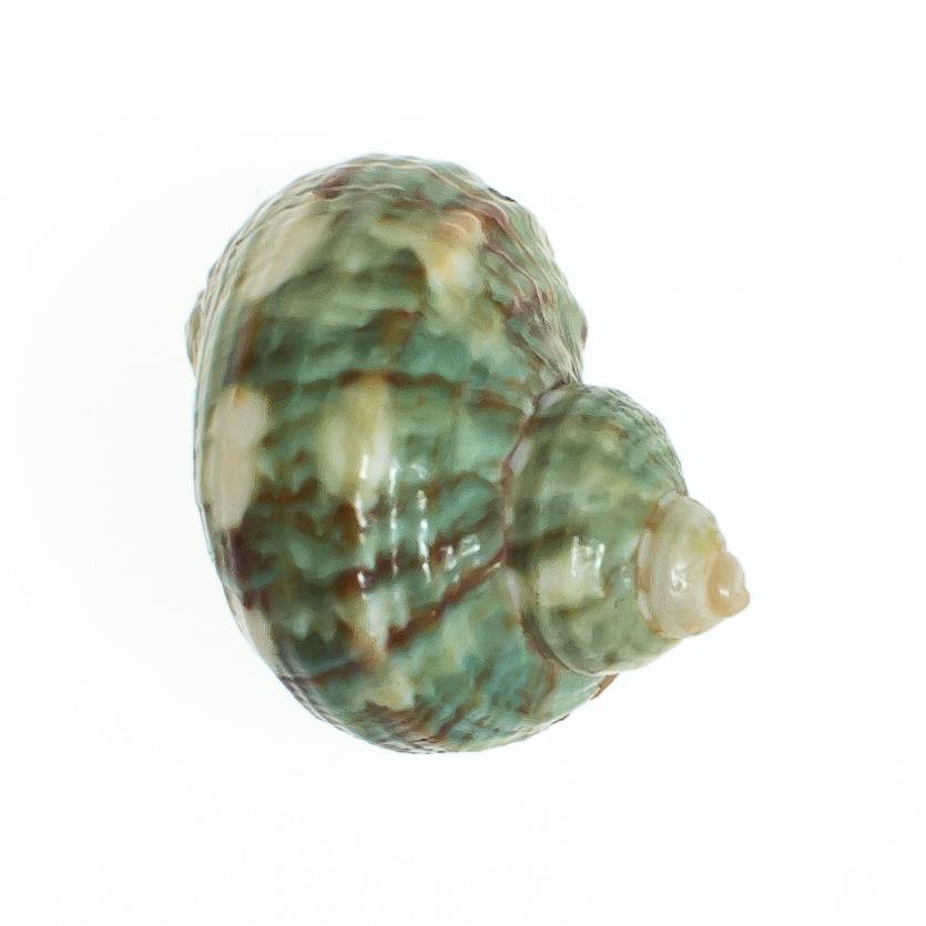 Vintage Green Seashell Pendant with 18kt Gold Accents by 1970s - Vintage Meet Modern Vintage Jewelry - Chicago, Illinois - #oldhollywoodglamour #vintagemeetmodern #designervintage #jewelrybox #antiquejewelry #vintagejewelry