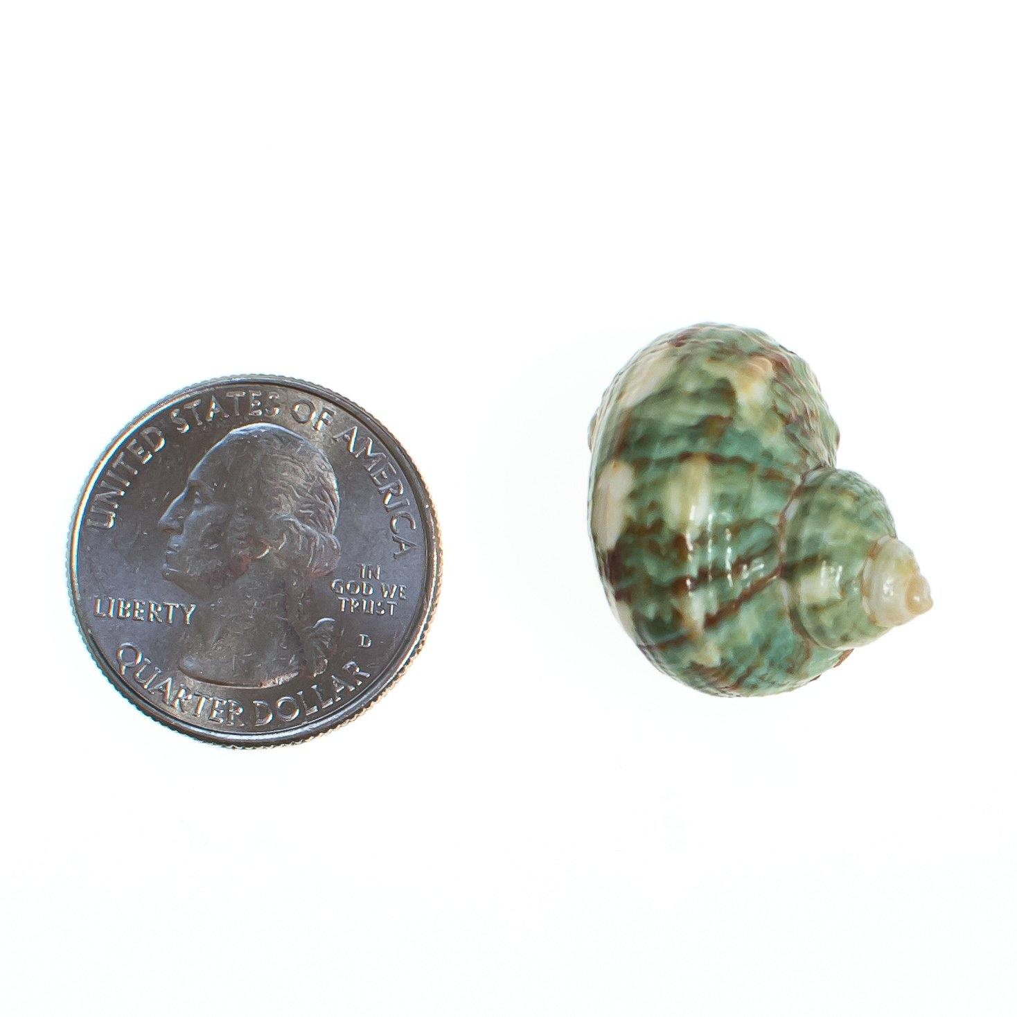 Vintage Green Seashell Pendant with 18kt Gold Accents by 1970s - Vintage Meet Modern Vintage Jewelry - Chicago, Illinois - #oldhollywoodglamour #vintagemeetmodern #designervintage #jewelrybox #antiquejewelry #vintagejewelry