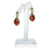 Art Mode Dangling Red Coral Earrings